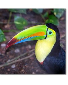 Keel-billed toucan portrait