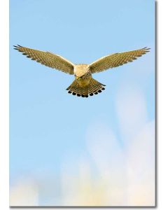 Kestrel in Flight - Kestrel hovering, scanning for prey