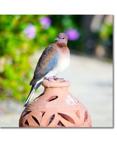 Laughing Dove perched on an egyptian terracotta pot