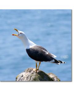 Lesser black-backed gull calling with alacrity by the sea