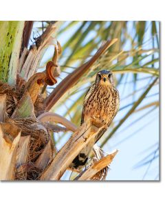 Levant Sparrowhawk sheltering from the desert sun