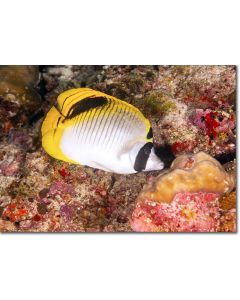 A rare butterflyfish amid the coral reef