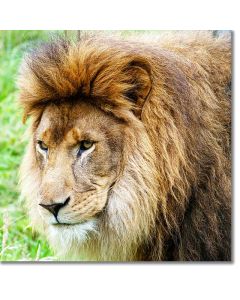 African Lion with a beautifully abundant