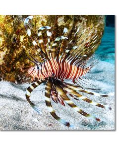 Lionfish swimming over sunlit coral sands