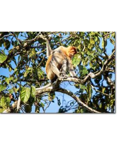 Long-nosed Monkey foraging in the rainforest canopy