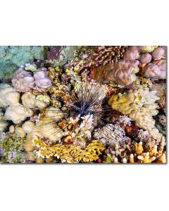 Long spined urchin nestled within dome corals