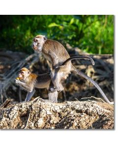 Macaques - recreation in the rainforest