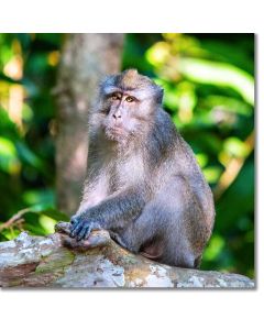 Long-tailed Macaque pondering the meaning of life