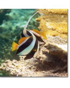Longfin Bannerfish by a plateaux of table corals