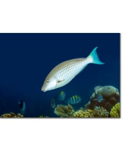 Longnose Parrotfish swooping down against a cobalt blue backdrop