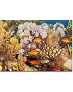 Lyretail Anthias (females) by the coral reef