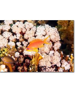 Sea Goldies flitting by stony corals