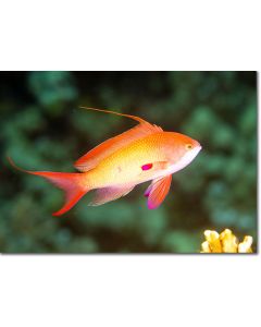 Lyretail Anthias (male) in an emerald sea