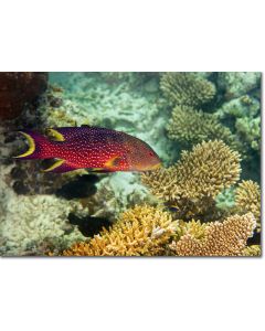 Lyretail Grouper swimming over acropora corals