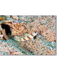 Magnus Shrimp-goby guarding its burrow