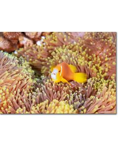 Clownfish (Maldive Anemonefish) on a fluorescent anemone