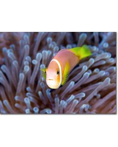 Maldive Anemonefish, Clownfish Close-up