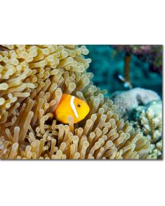 Maldives Clownfish nestled within a sea anemone