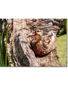 Mallard female quacking whilst ensconced on a sunny log