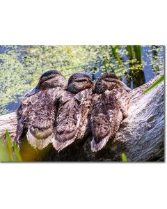 Trio of Mallard ducklings snuggled on a log