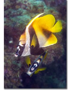 Masked Bannerfish swimming over a multi-coloured reef