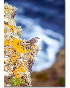 Meadow pipit on Skomer island cliff