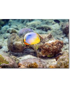Melon Butterflyfish flitting over a decorative seabed