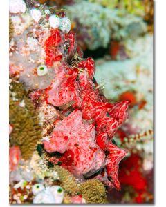 Scarlet red sea sponge (Monanchora unguiculata)