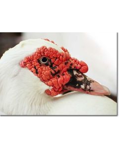 Muscovy Duck Close-up