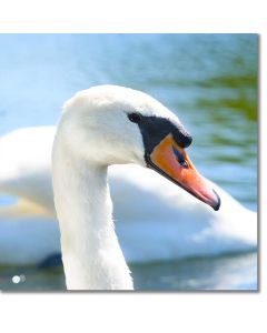Mute Swan Close-up