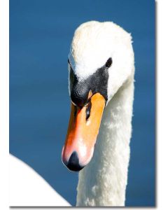 Mute Swan Portrait - Beautiful me?... 