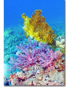 Fire corals and tree corals