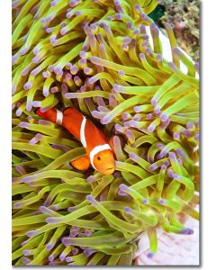 Common Clownfish nestled within a pink sea anemone