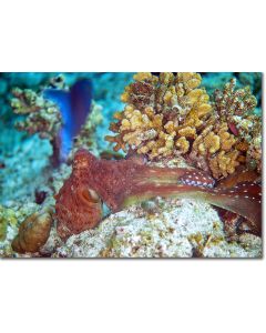Octopus sinuously slithering over the coral reef