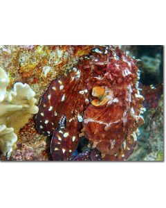 Octopus displaying brilliant russet red & white colours