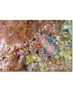 Octopus an aquamarine jewel on the seabed