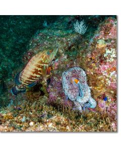 Reef scene - Pacific Graysby swimming by an octopus emulating sea corals