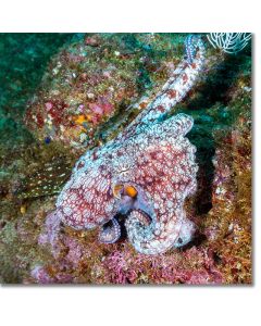 Octopus perfectly mimicking sea corals