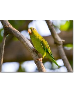 Orange-chinned parakeet in a tropical dry forest