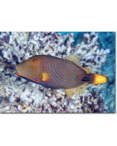 Orange Lined Triggerfish posing - Is this my best side?