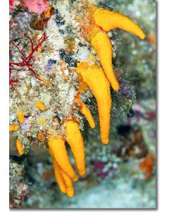 Orange sea sponge resembling a jesters's hat