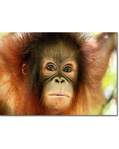 Baby Orangutan with expressive beautiful eyes