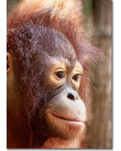 Mona Lisa Smile - Enigmatic portrait of an Orangutan