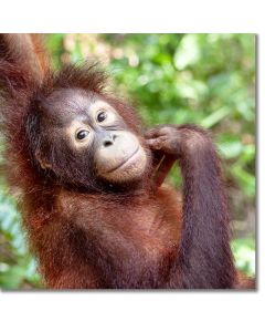 Orang-utan contemplating mischief in the rainforest