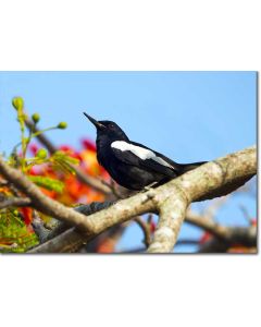 Oriental Magpie-Robin perched in a Peacock Acacia