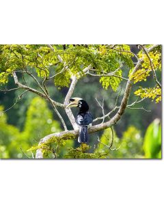 Hornbill in the Rainforest Canopy