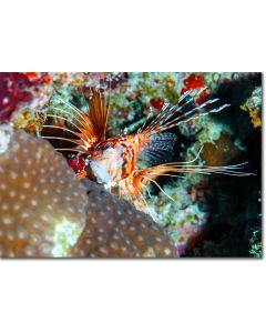 Spotfin Lionfish peeping out from fiery corals