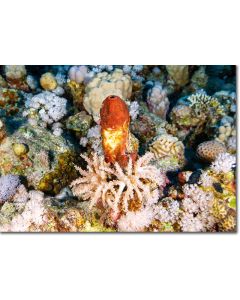 Phallus sponge embedded within soft corals