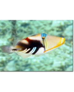 White-banded Triggerfish (Picassofish) darting over the shallows