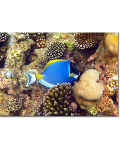 Powder Blue Surgeonfish feeding by new coral growth
